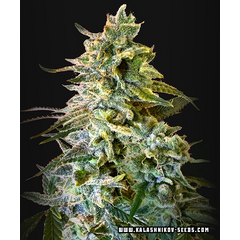 Do-Si-Dos 47 Auto, Фасовка: 3